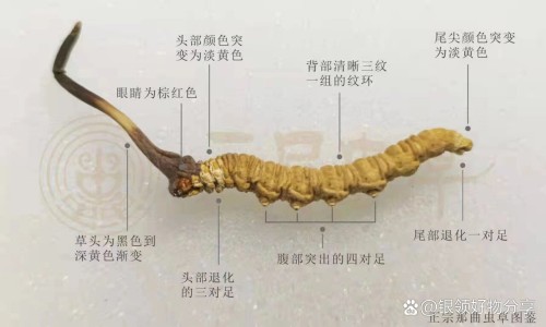 权威六味地黄胶囊一次吃几粒最好平台,分享专业六味地黄胶囊96粒装价格表2023最新知识_六味地黄胶囊90网